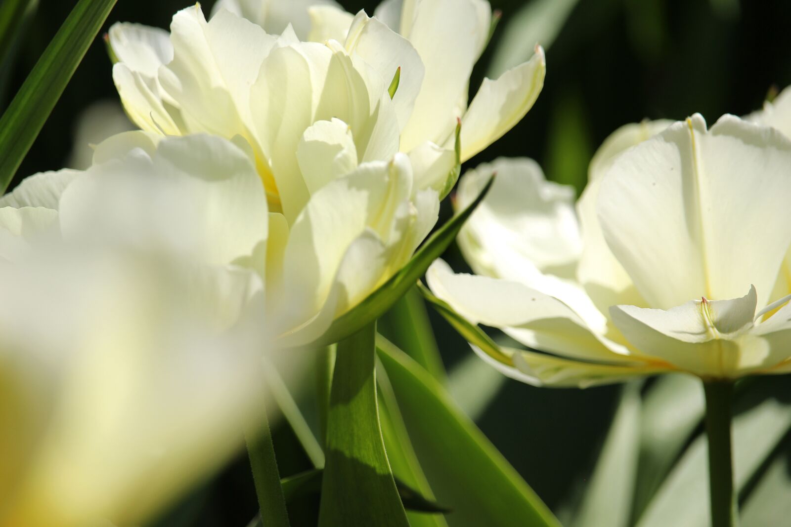 Canon EF-S 55-250mm F4-5.6 IS STM sample photo. White tulips, tulip bed photography