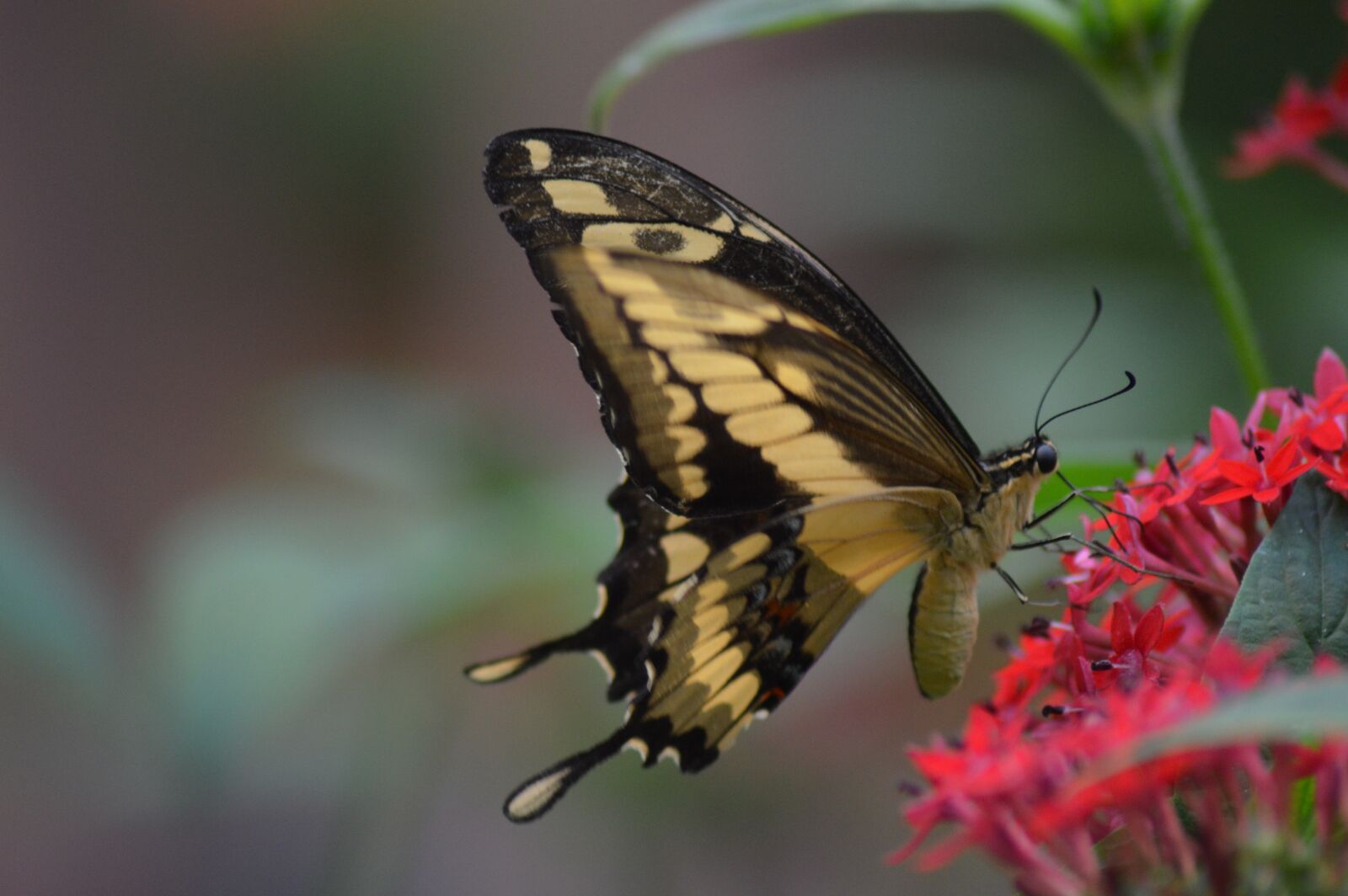 Nikon D3200 sample photo. Butterfly, insect, nature photography