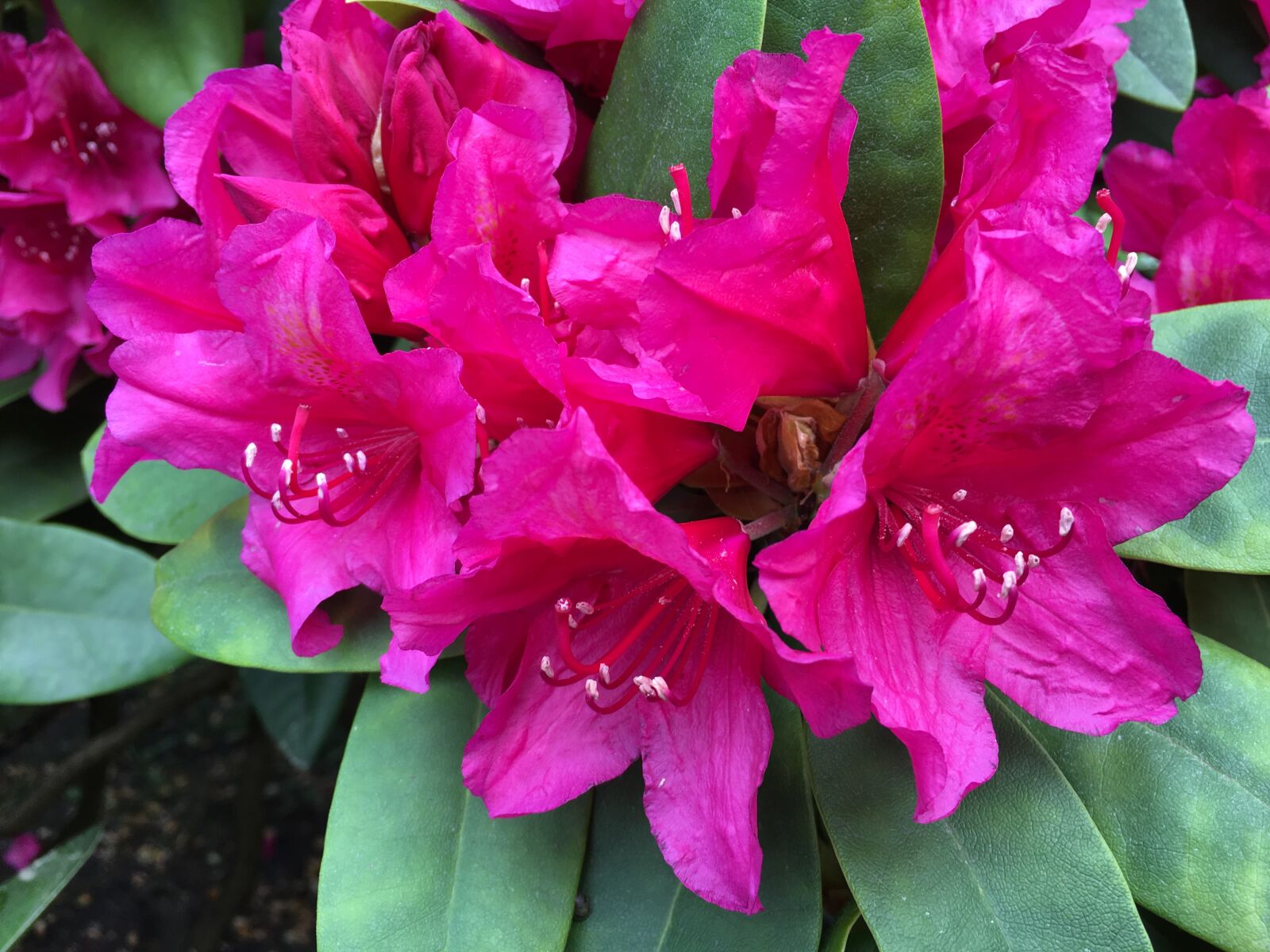 Apple iPhone 6s Plus sample photo. Flowers, rhododendron, rhododendron, flower photography