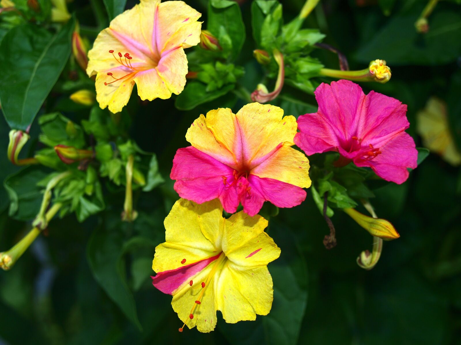 Olympus E-420 (EVOLT E-420) sample photo. Flower bell, flowers, delicate photography