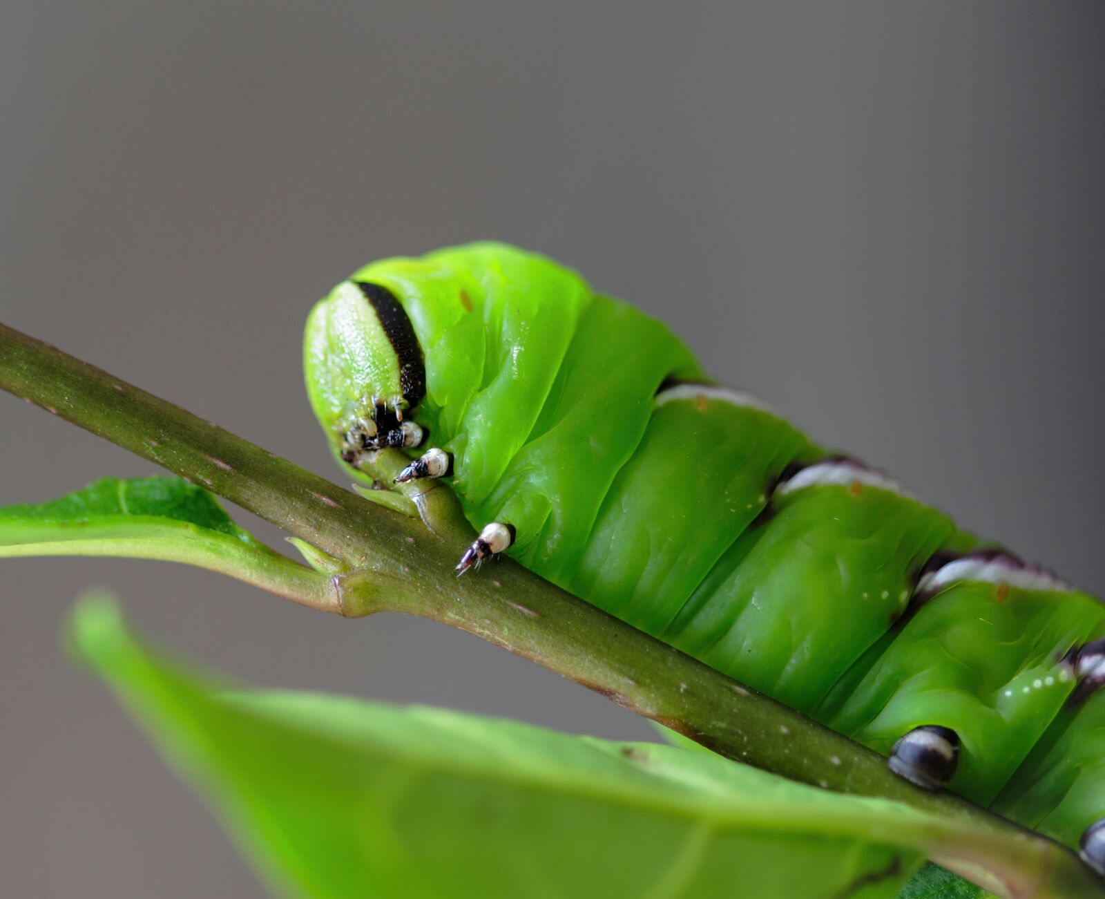 Canon EOS 400D (EOS Digital Rebel XTi / EOS Kiss Digital X) sample photo. Privet-hawk-moth, caterpillar, green photography