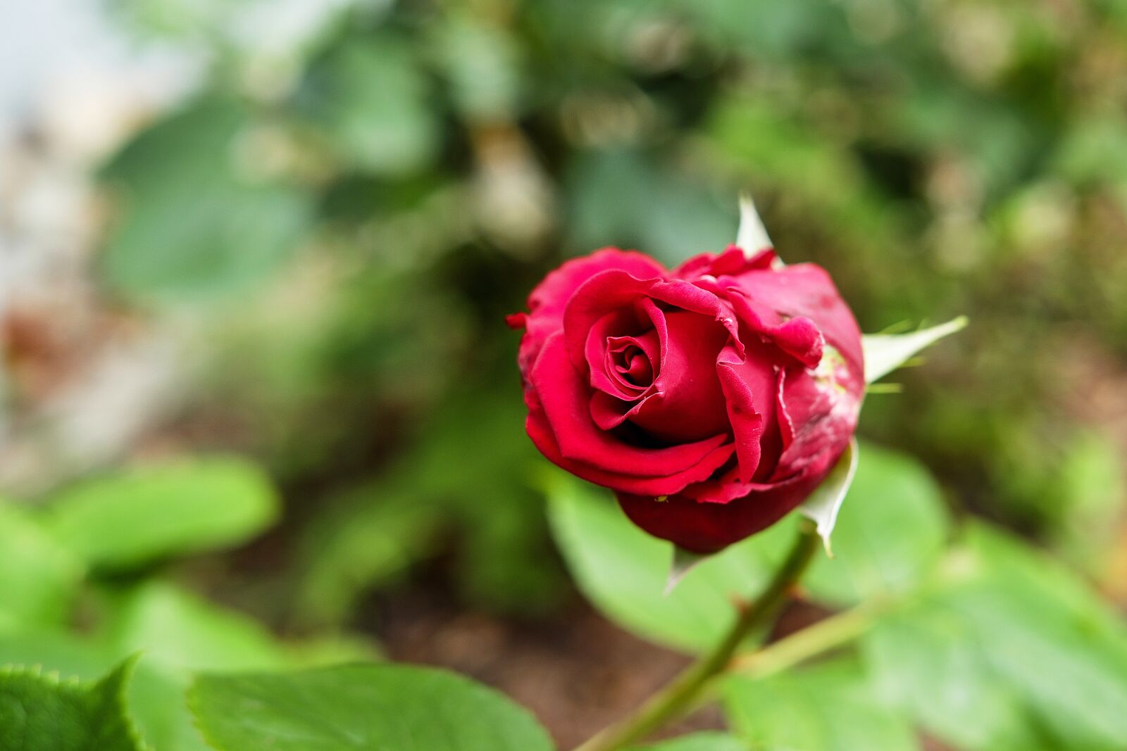 Fujifilm X-T10 + Fujifilm XF 35mm F1.4 R sample photo. Rose, flower, blossom photography