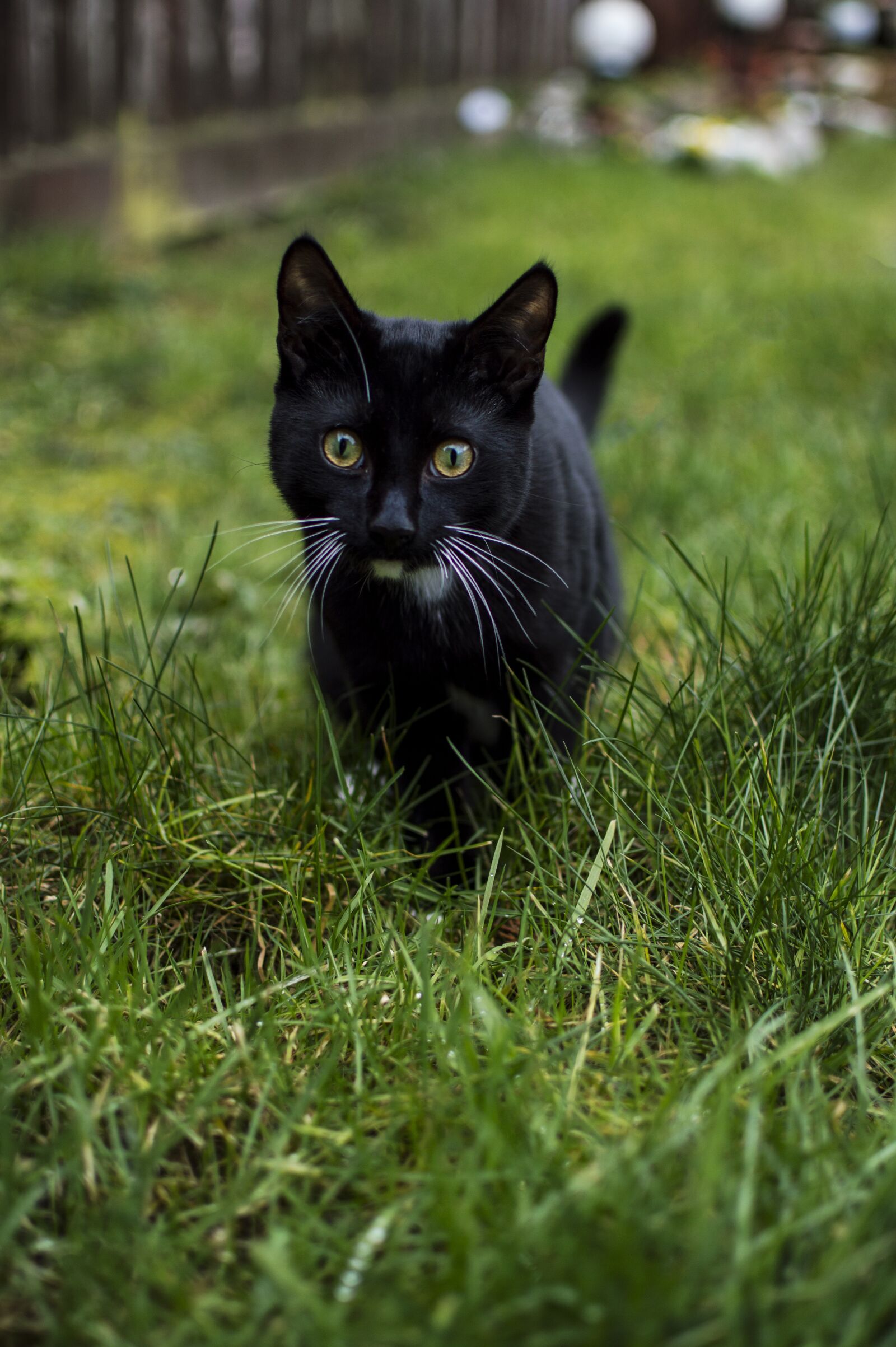 Nikon D3200 sample photo. Animals, lawn, cat photography