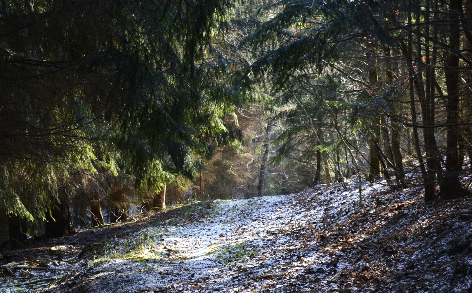 Canon EOS 650D (EOS Rebel T4i / EOS Kiss X6i) sample photo. Nature, landscape, wood photography