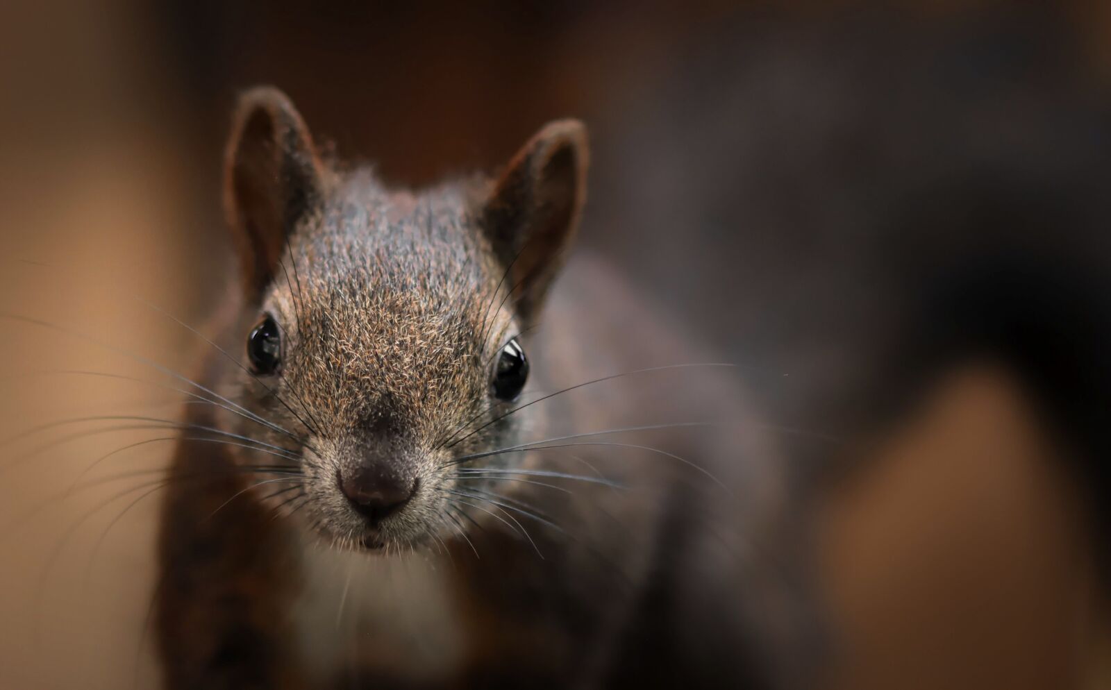 Nikon D7200 sample photo. Squirrel, young animal, small photography
