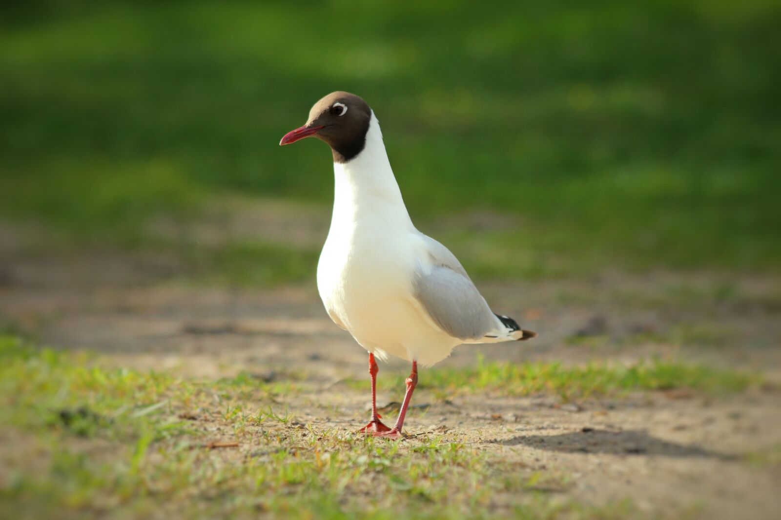Canon EOS 550D (EOS Rebel T2i / EOS Kiss X4) sample photo. Laughing gull, seagull, bird photography