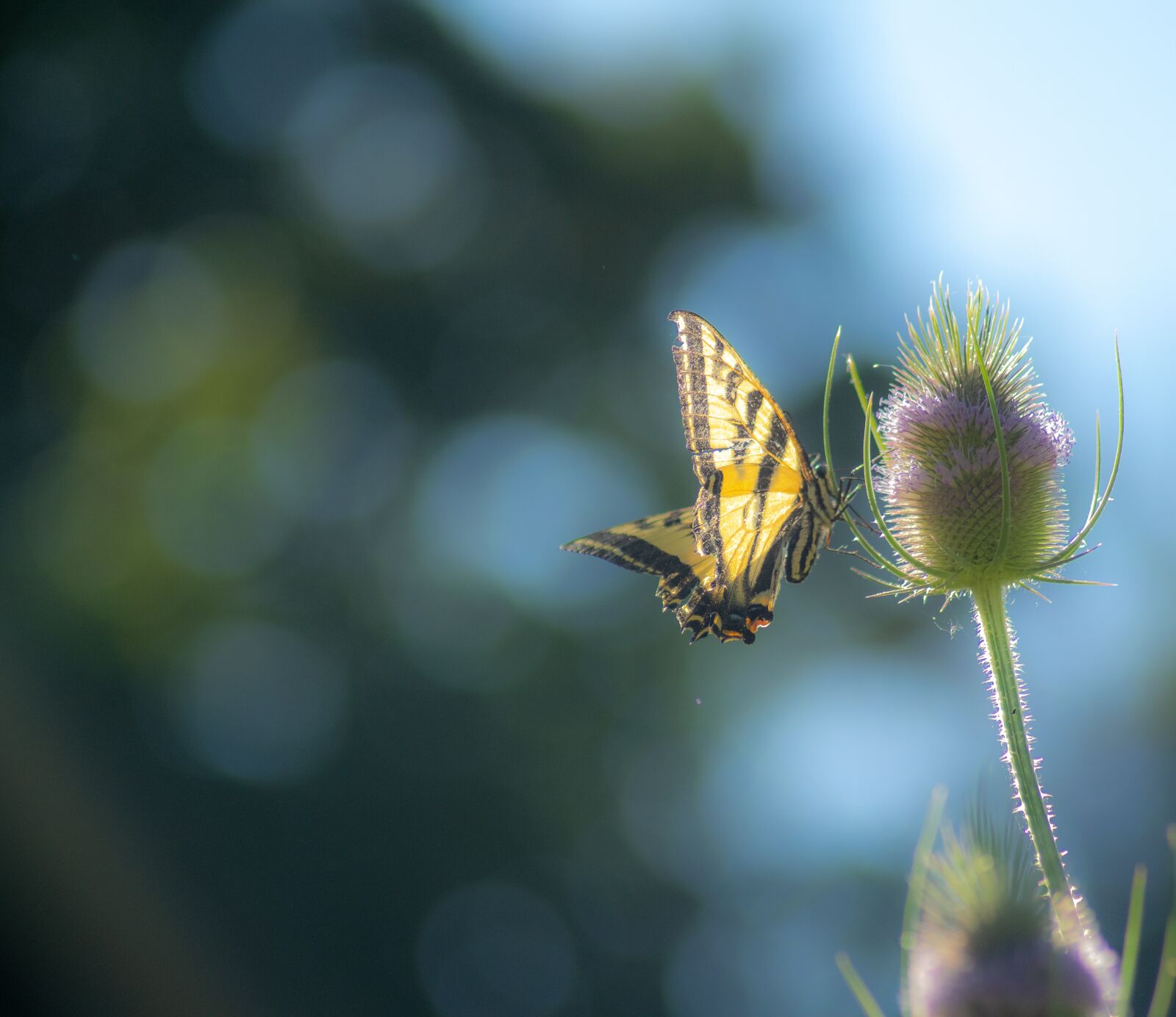 Nikon D3300 sample photo. Butterfly, summer, thistle photography
