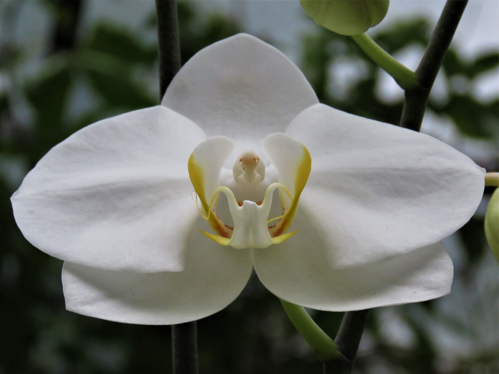 Canon PowerShot SX60 HS sample photo. White orchid, tropical flower photography