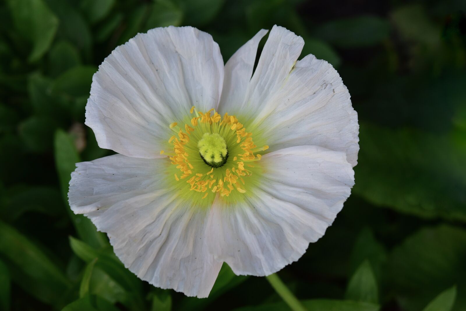 Nikon D5600 sample photo. Flower, white flower, pistil photography