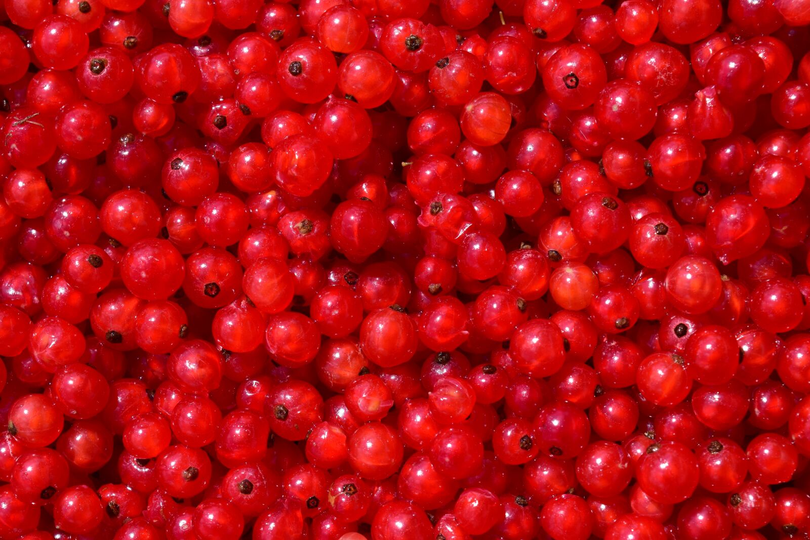 Nikon D3300 sample photo. Currants, background, fruit photography