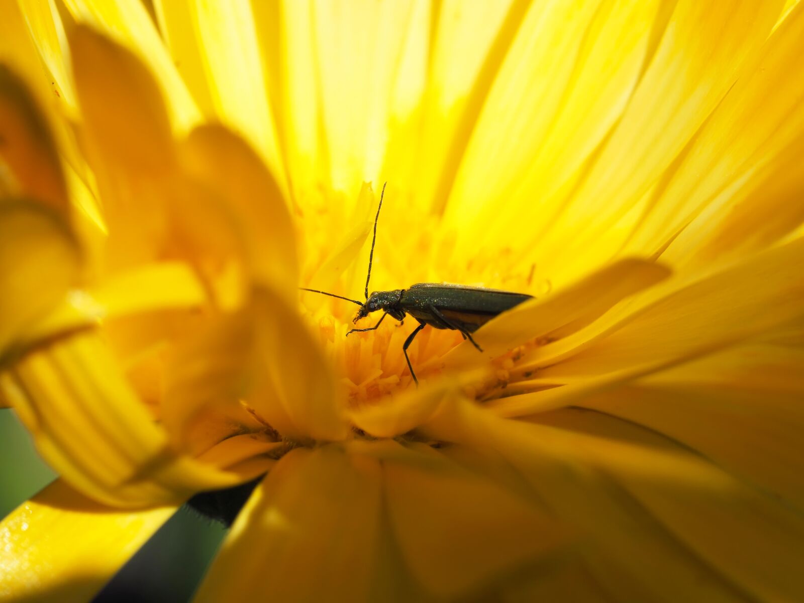 Olympus M.Zuiko Digital ED 60mm F2.8 Macro sample photo. Flower, mädchenauge, beetle photography