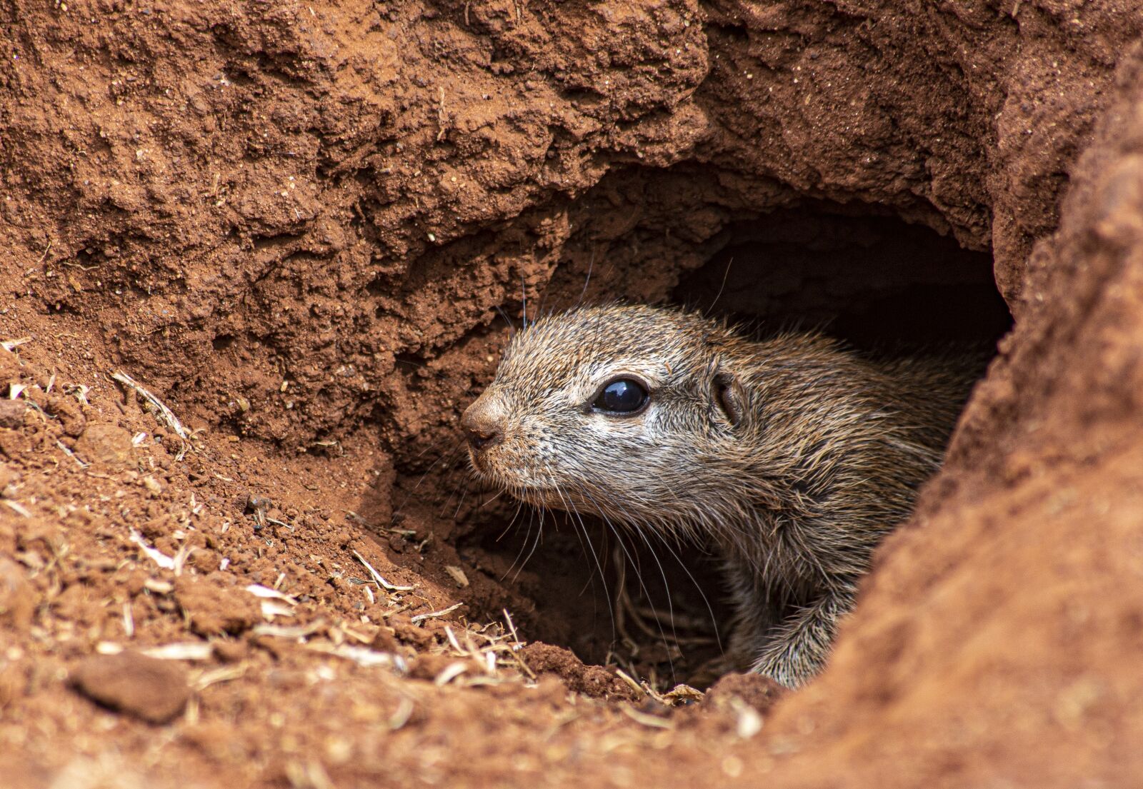 Nikon D7200 sample photo. Ground squirrel, rodent, mammal photography