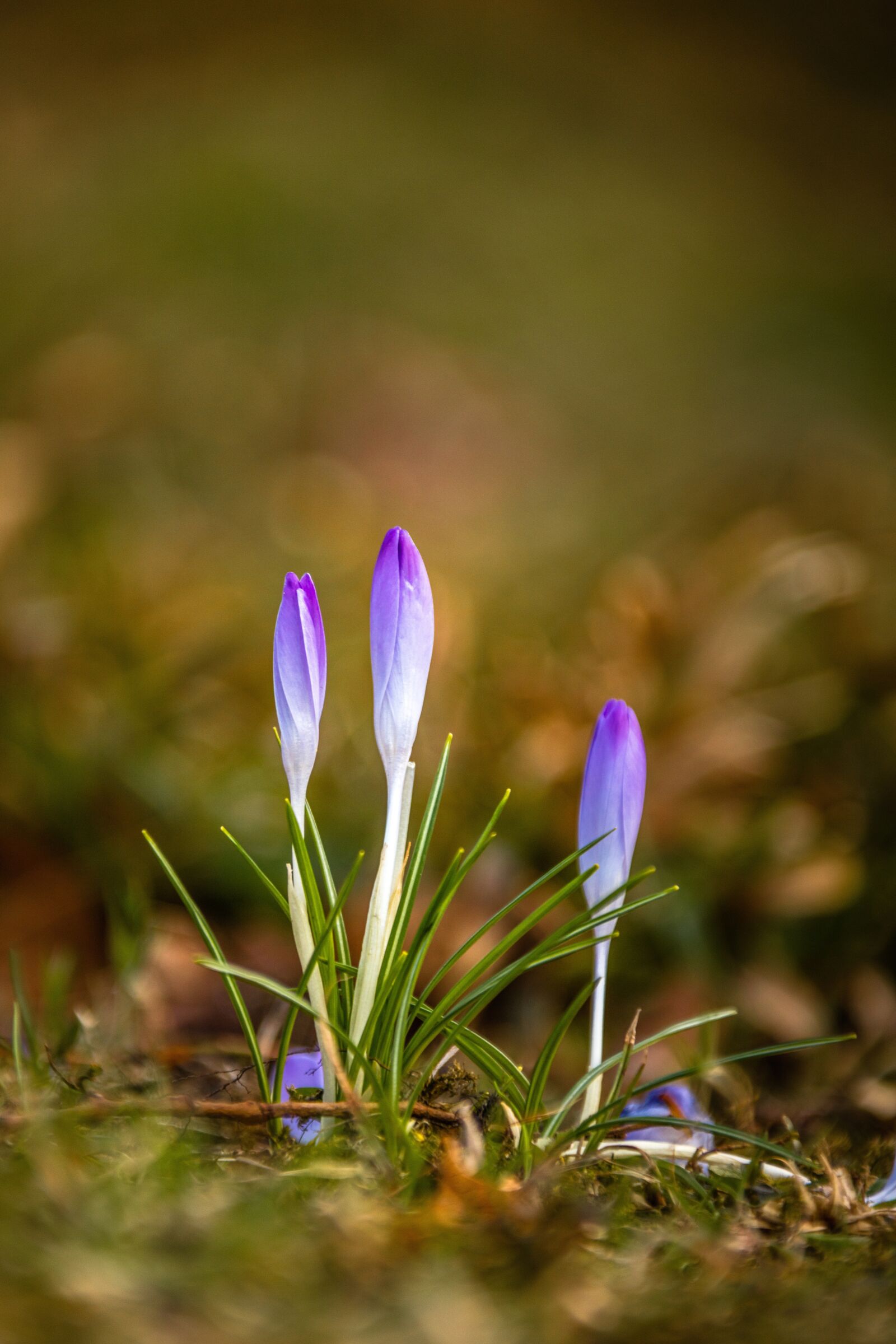 Canon EF 28-300mm F3.5-5.6L IS USM sample photo. Crocus, flower, meadow photography