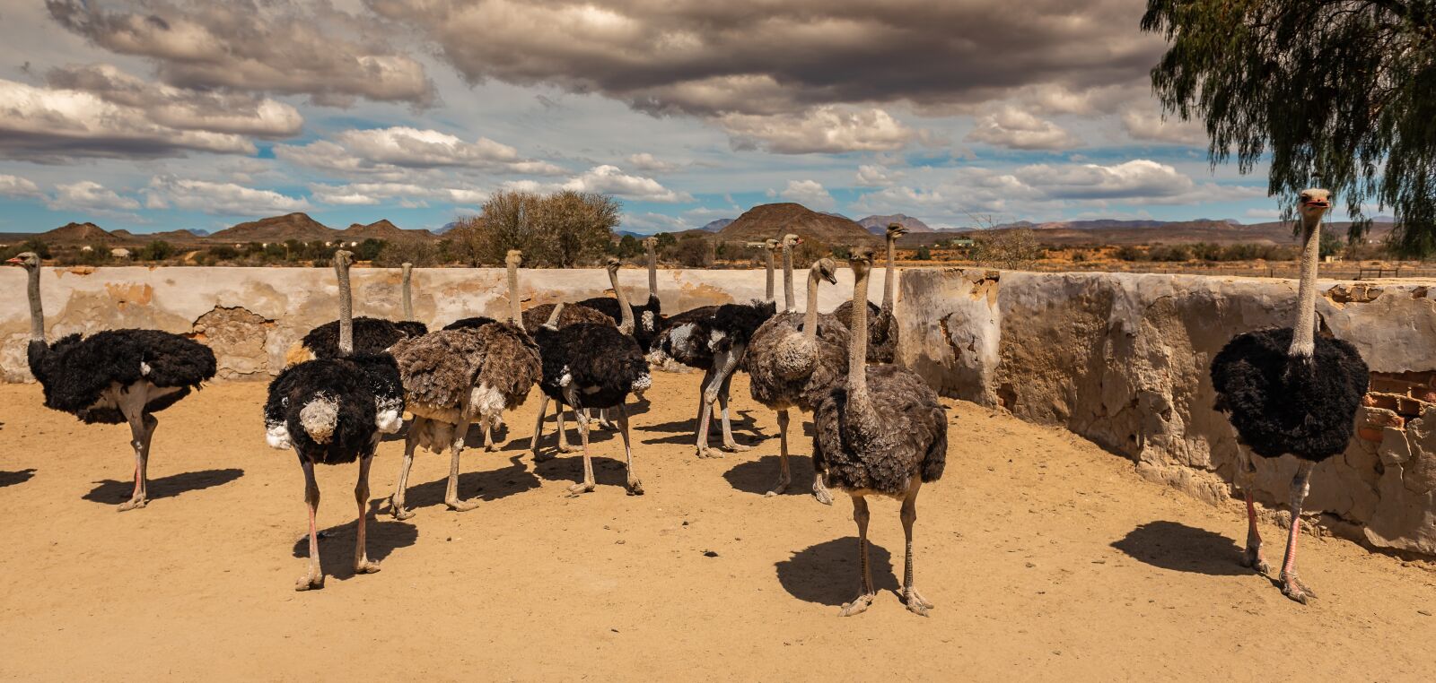 Nikon D750 sample photo. Ostriches, ostrich farm, south photography