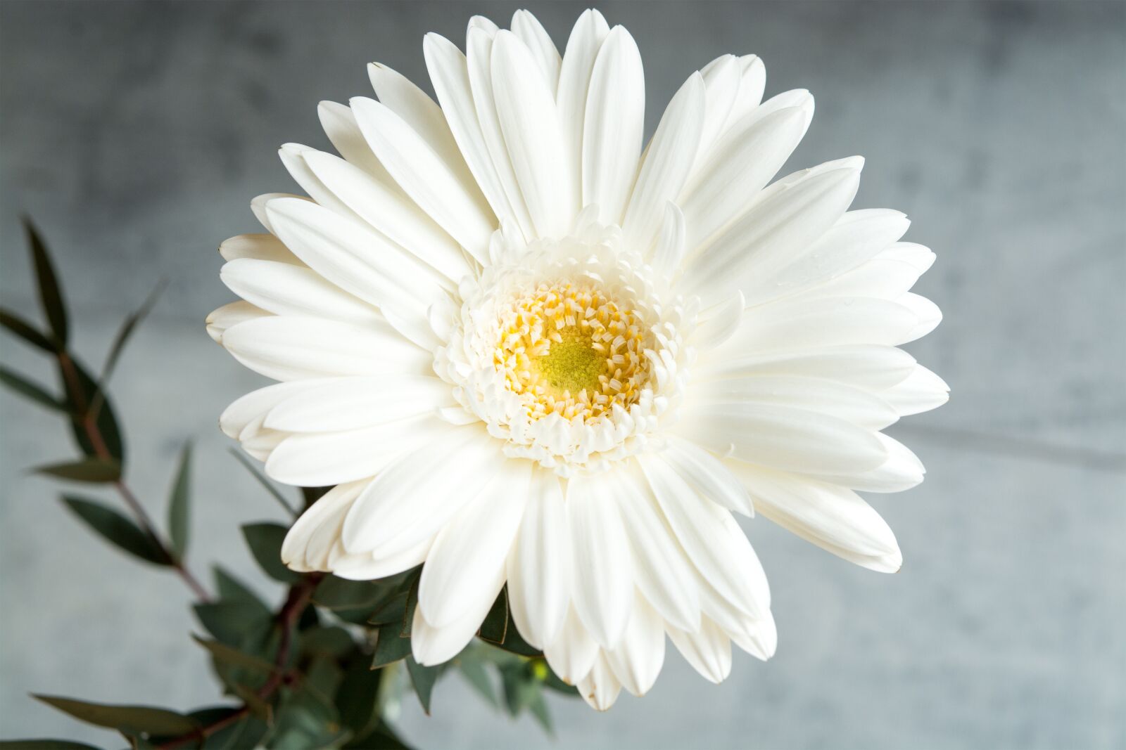 Nikon D7100 sample photo. Gerbera, white, white gerbera photography