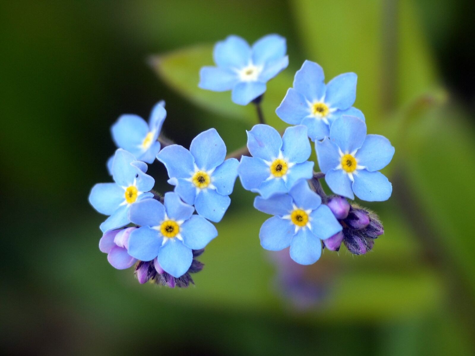 Panasonic Lumix DMC-FZ200 sample photo. Flower, forget me not photography