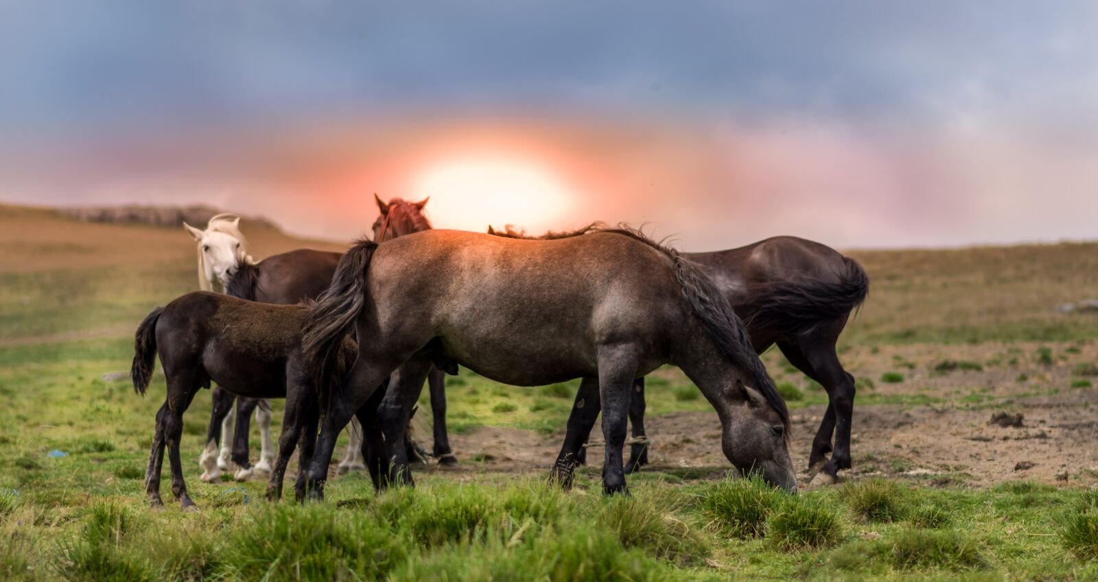 Nikon D7200 sample photo. Agriculture, animal, countryside photography