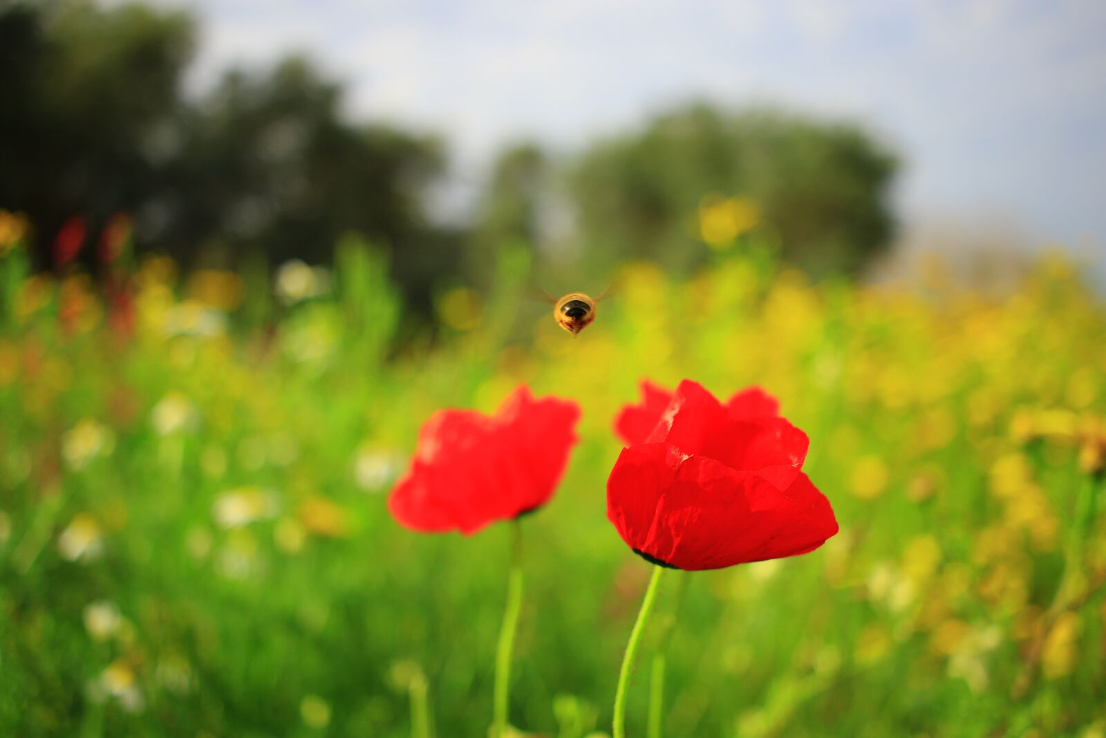Canon EOS 7D Mark II + Canon EF-S 24mm F2.8 STM sample photo. Flowers, poppies, bee photography