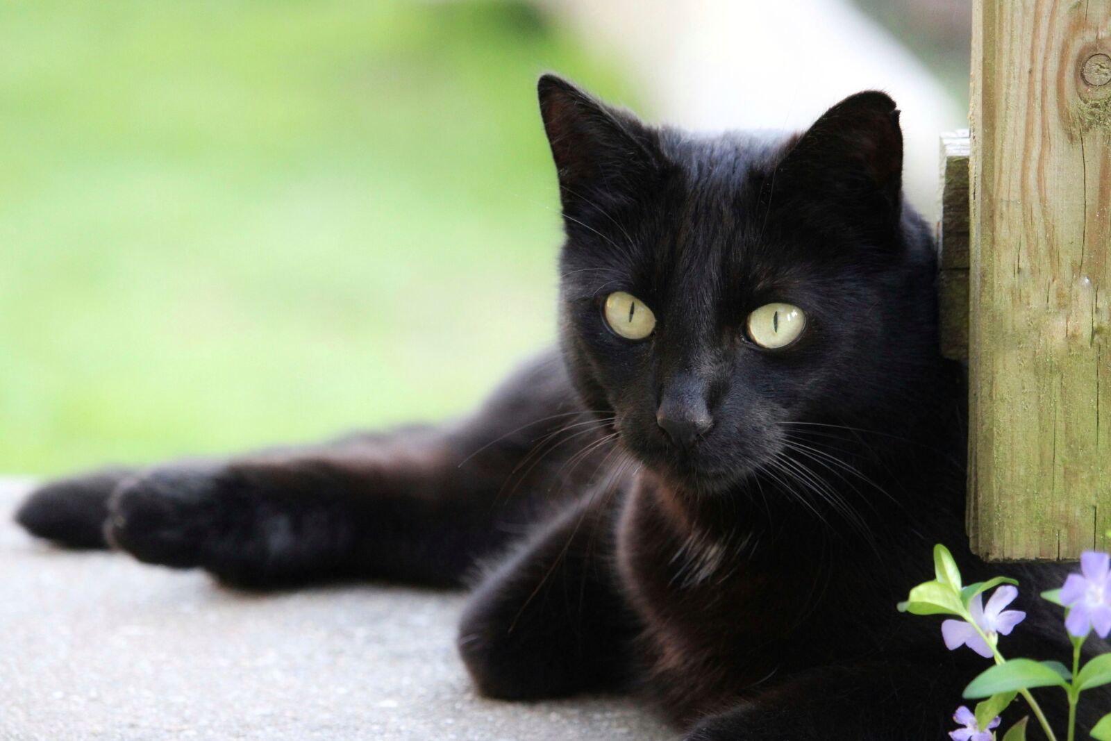 Canon EF-S 55-250mm F4-5.6 IS STM sample photo. Animal, cat, cute photography