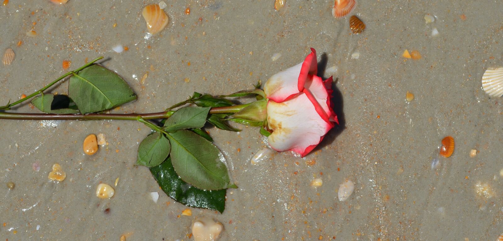 Nikon D5100 sample photo. Rose, flower, beach photography