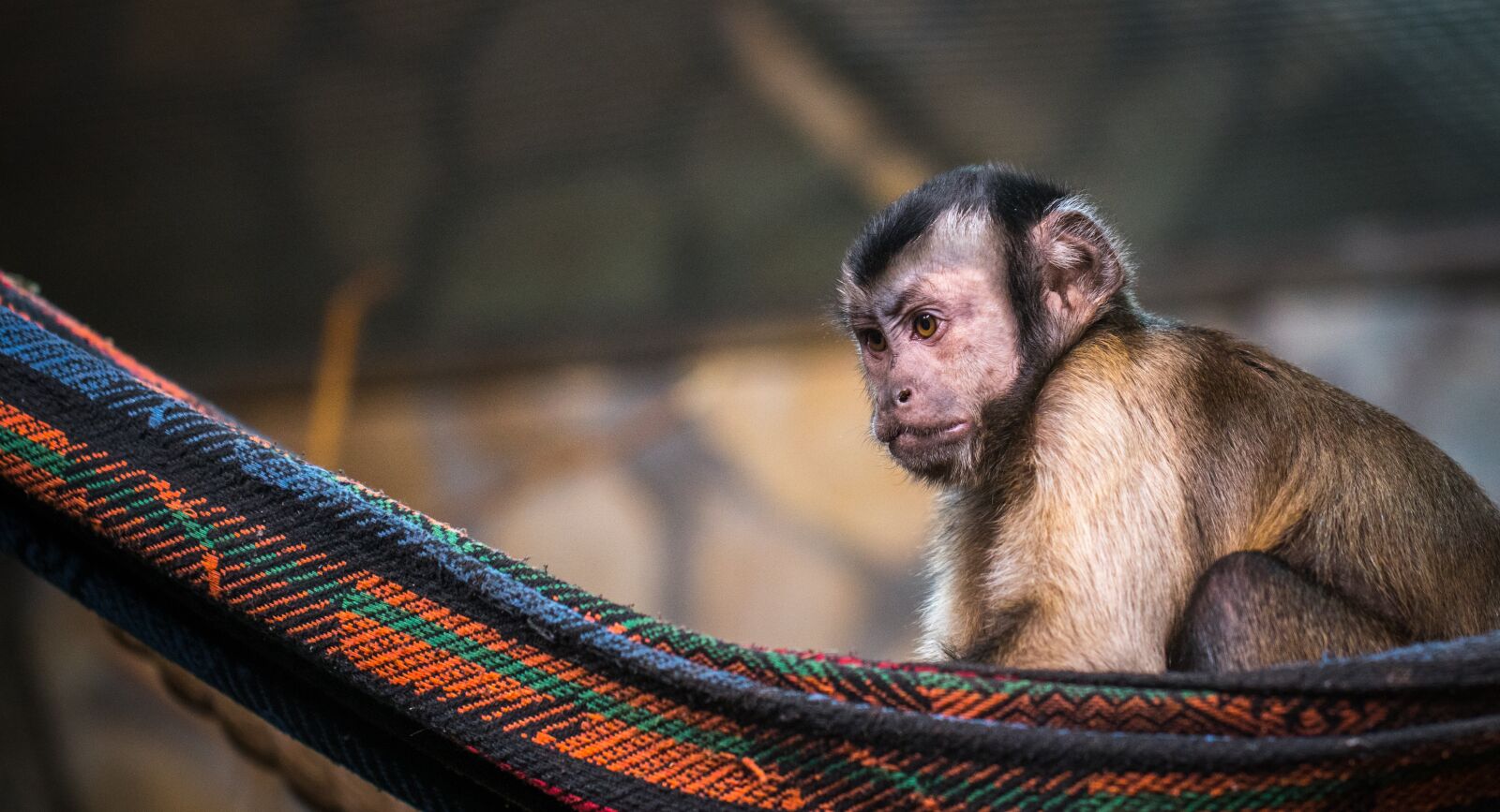 Sony a7R II + Canon EF 100mm F2.8L Macro IS USM sample photo. Monkey, nature, portrait photography