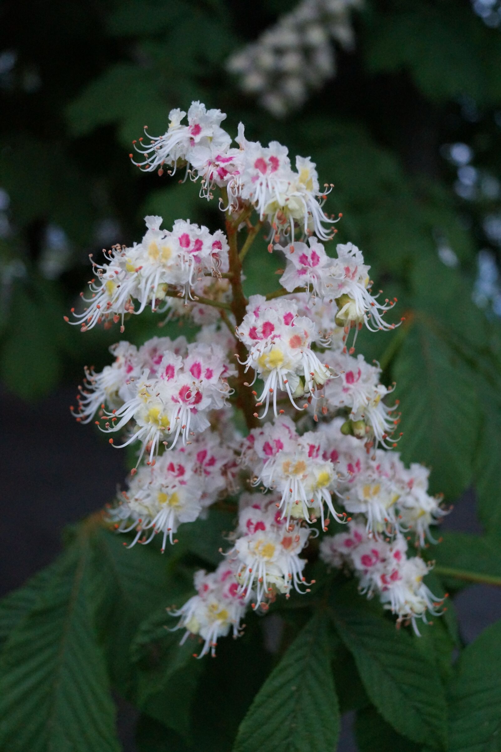Sony DT 18-55mm F3.5-5.6 SAM II sample photo. Chestnut tree, blossom, bloom photography