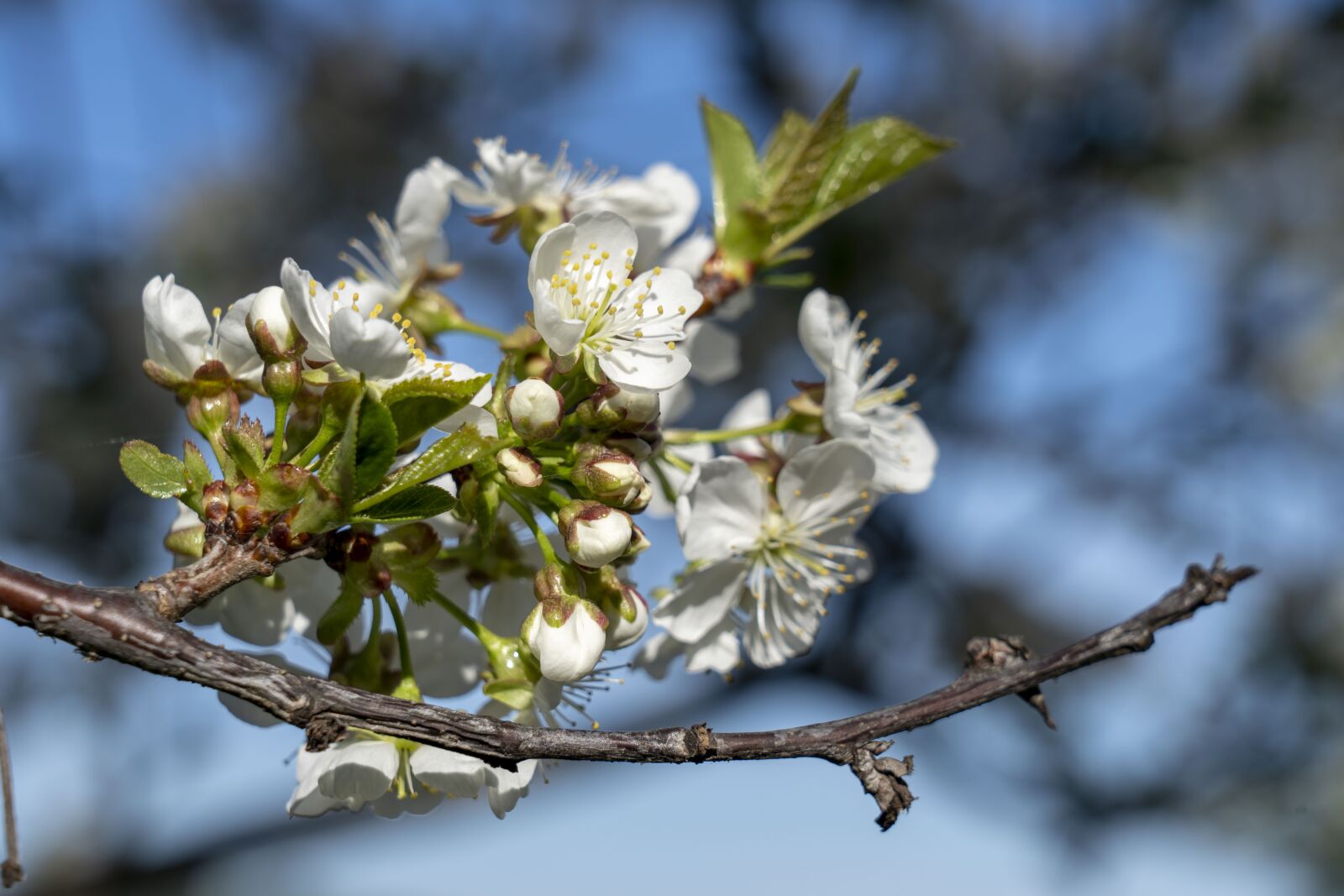 Sony FE 24-105mm F4 G OSS sample photo. Flowers, flowering, cherry photography
