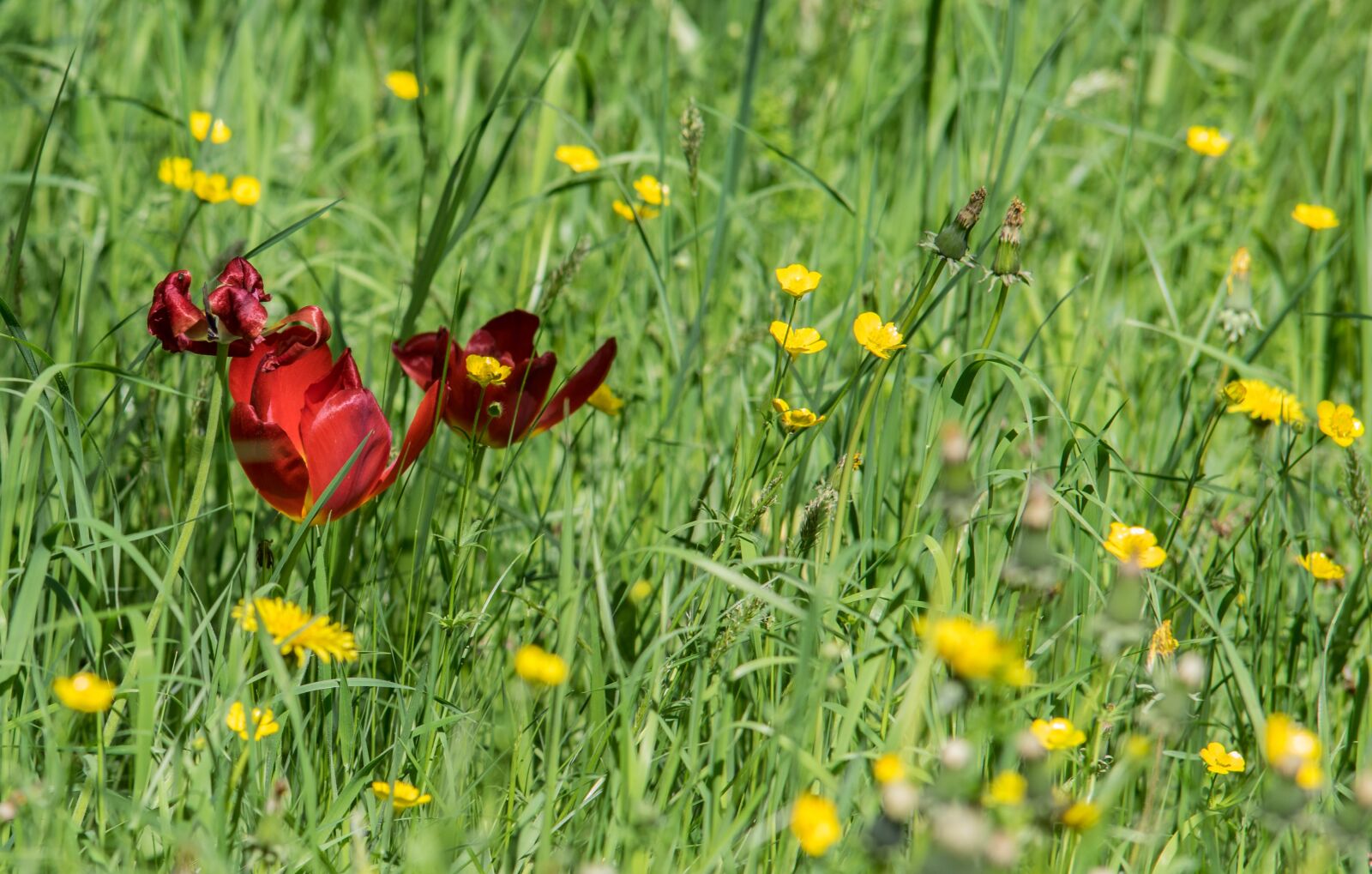 Pentax K-3 + Tamron SP AF 70-200mm F2.8 Di LD (IF) MACRO sample photo. Flower, nature, meadow photography