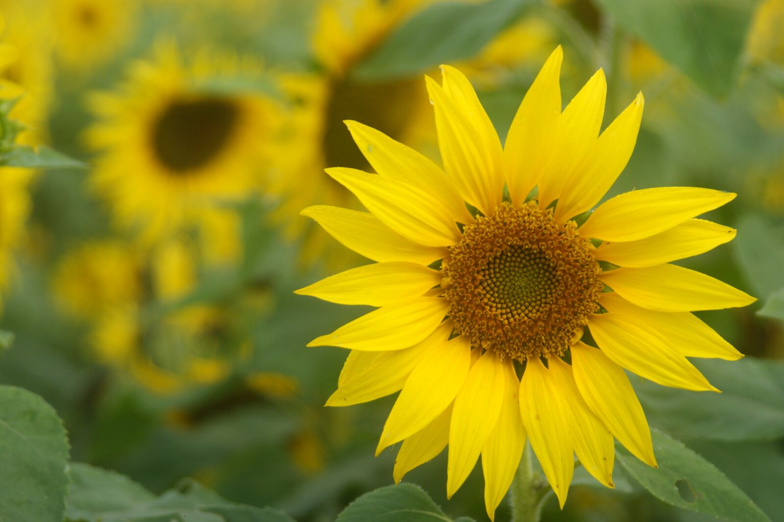 Sony Alpha DSLR-A350 sample photo. Cosmos, sunflower, yellow flowers photography