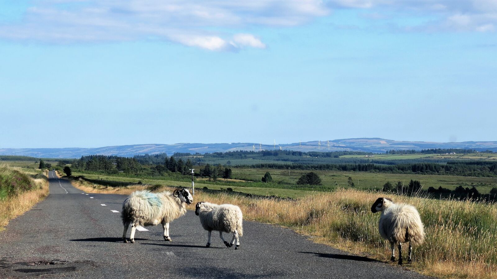 Canon PowerShot SX40 HS sample photo. Mountain, nature, sheep photography