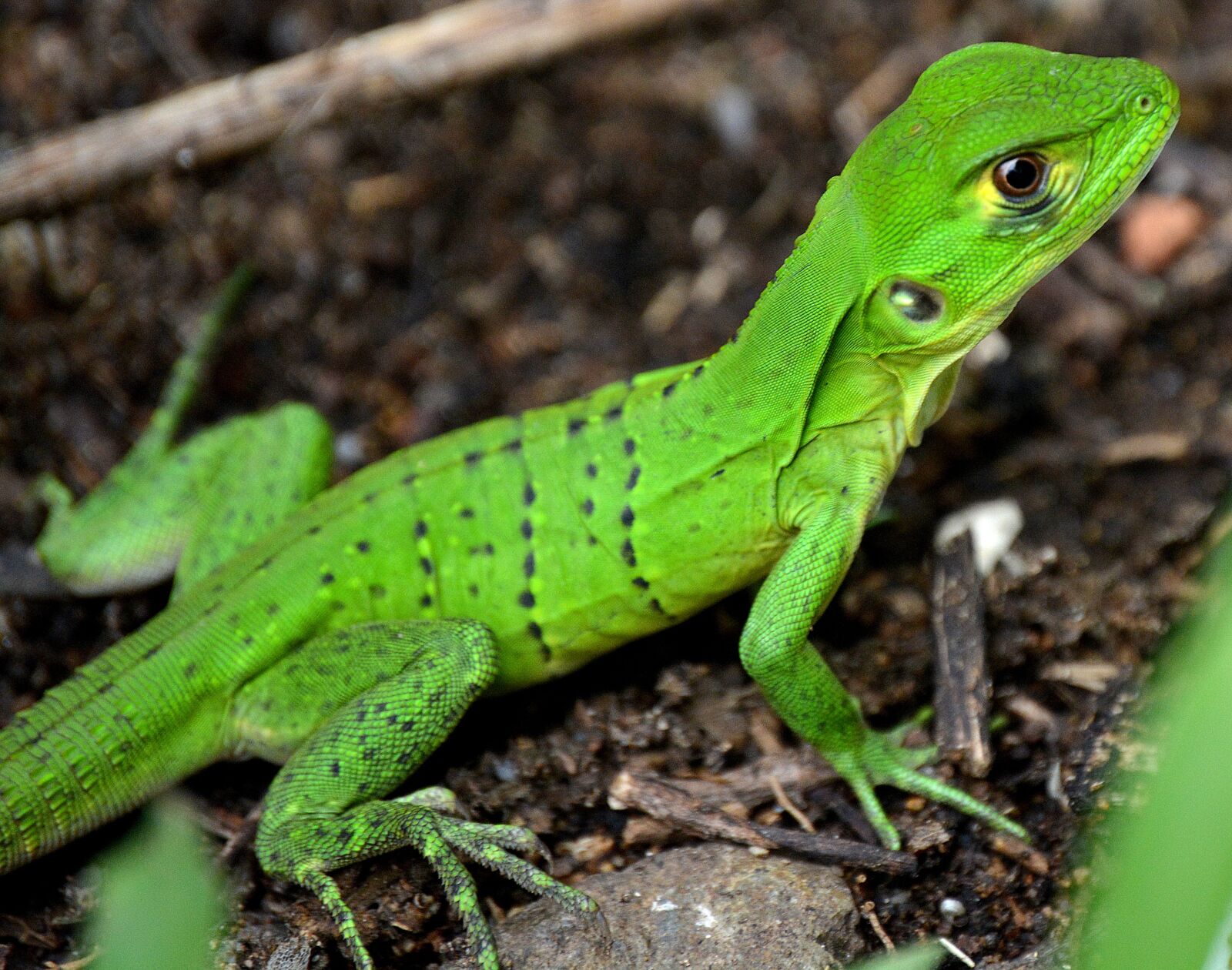 Nikon D5200 sample photo. Iguana, reptile, green photography