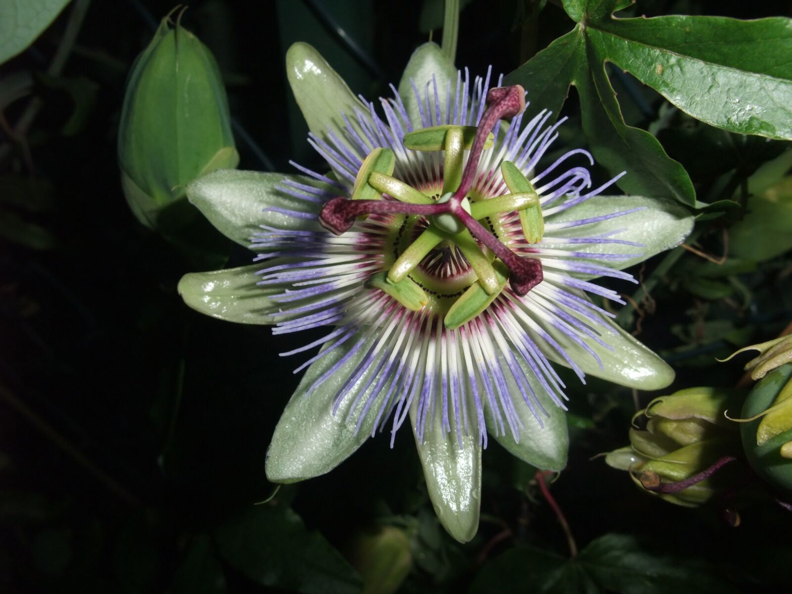 Fujifilm FinePix F100fd sample photo. Passion flower, medicinal herb photography