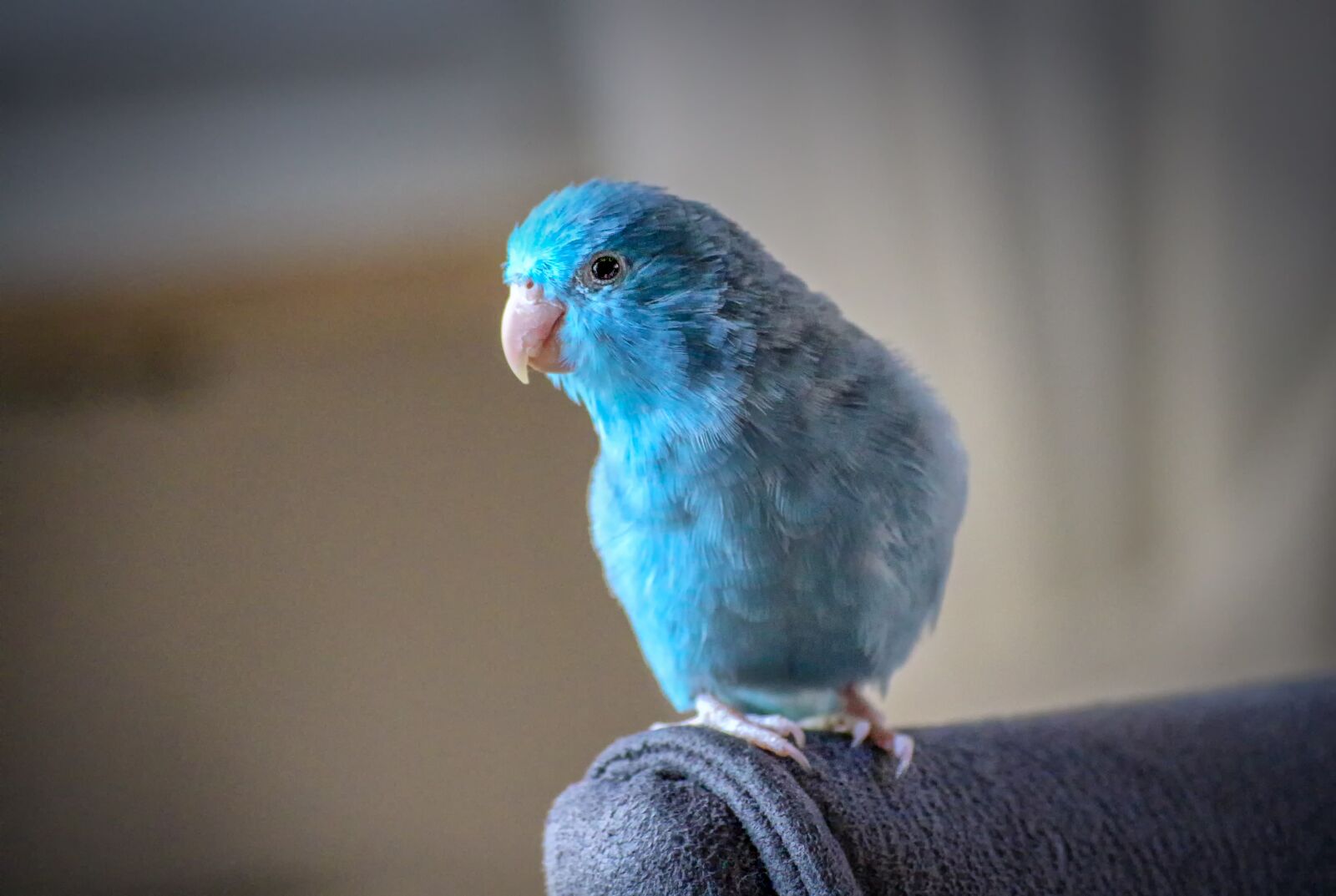 Canon EOS 650D (EOS Rebel T4i / EOS Kiss X6i) sample photo. Animals, parrotlet, blue photography