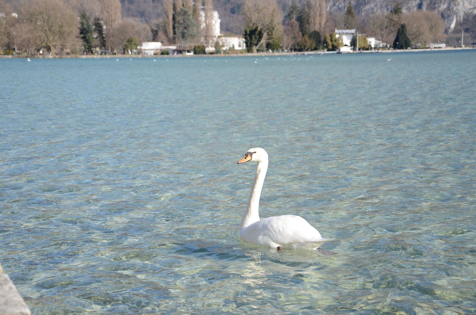 Nikon D7000 sample photo. Swan, lake, leisure photography