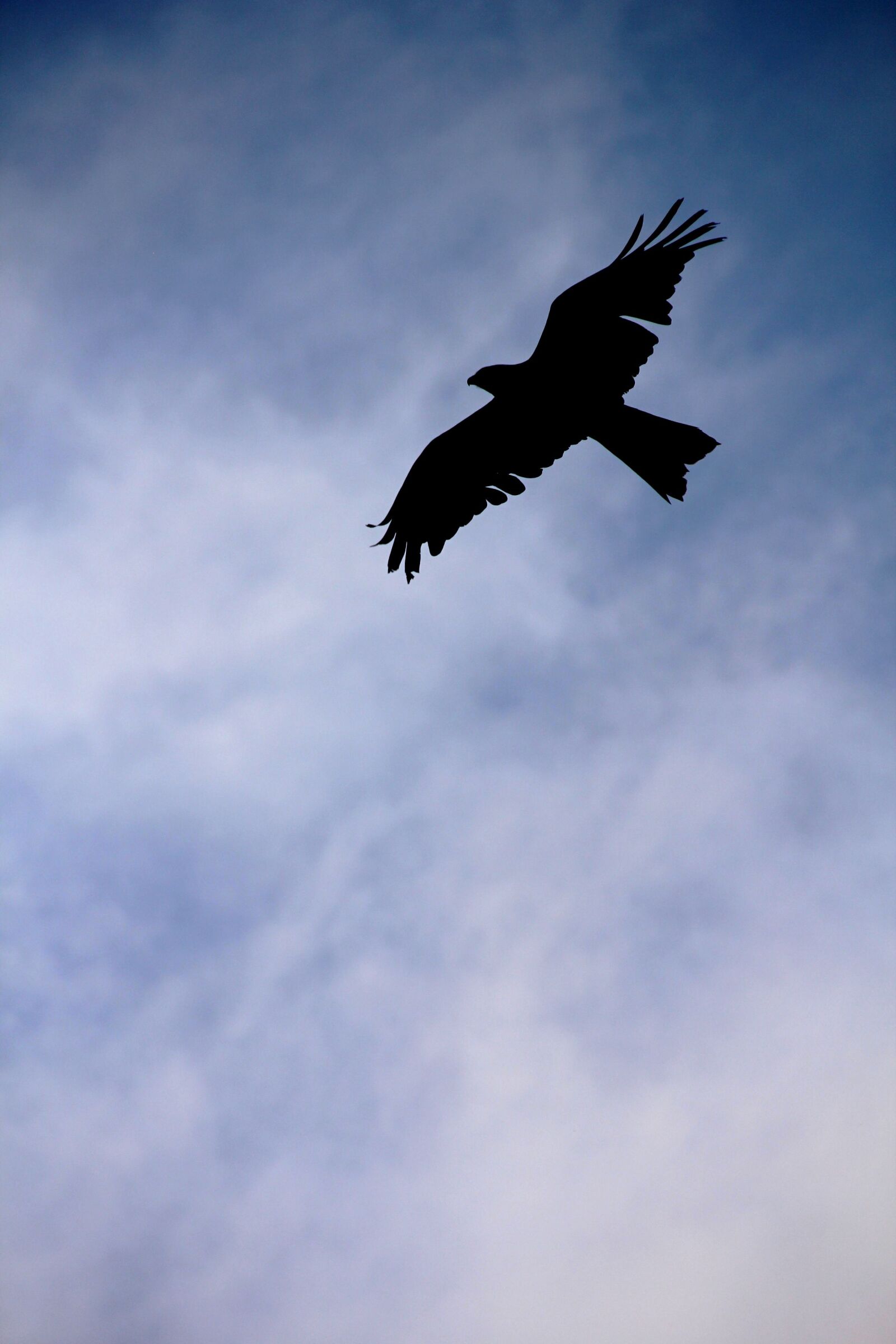 Canon EOS 550D (EOS Rebel T2i / EOS Kiss X4) sample photo. Bird, eagle, rapacious photography