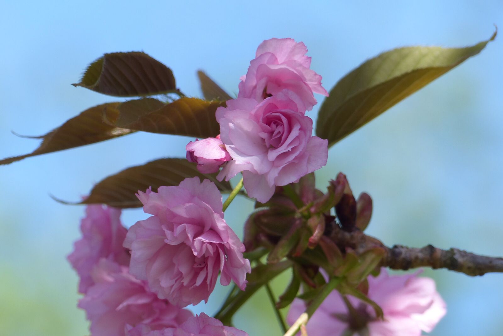 Panasonic Lumix DMC-FZ200 sample photo. Tree, blossom, bloom photography