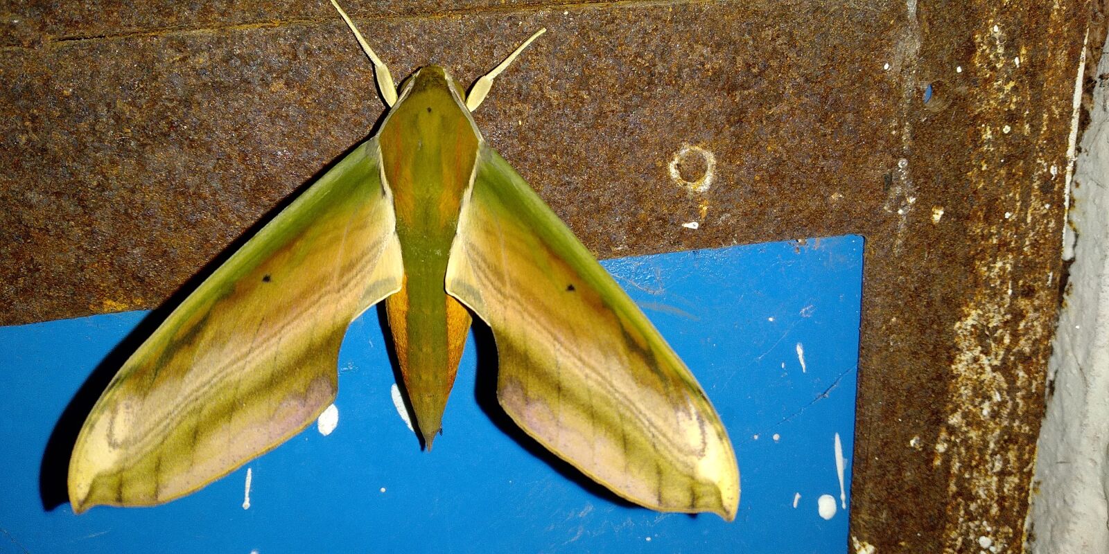 Xiaomi Redmi Note 5 sample photo. Fly, insect, bug photography