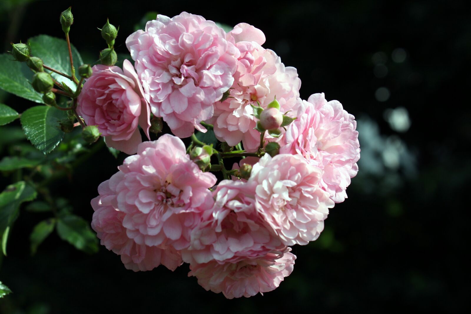 Canon EOS 1300D (EOS Rebel T6 / EOS Kiss X80) sample photo. Roses, florets, pink photography