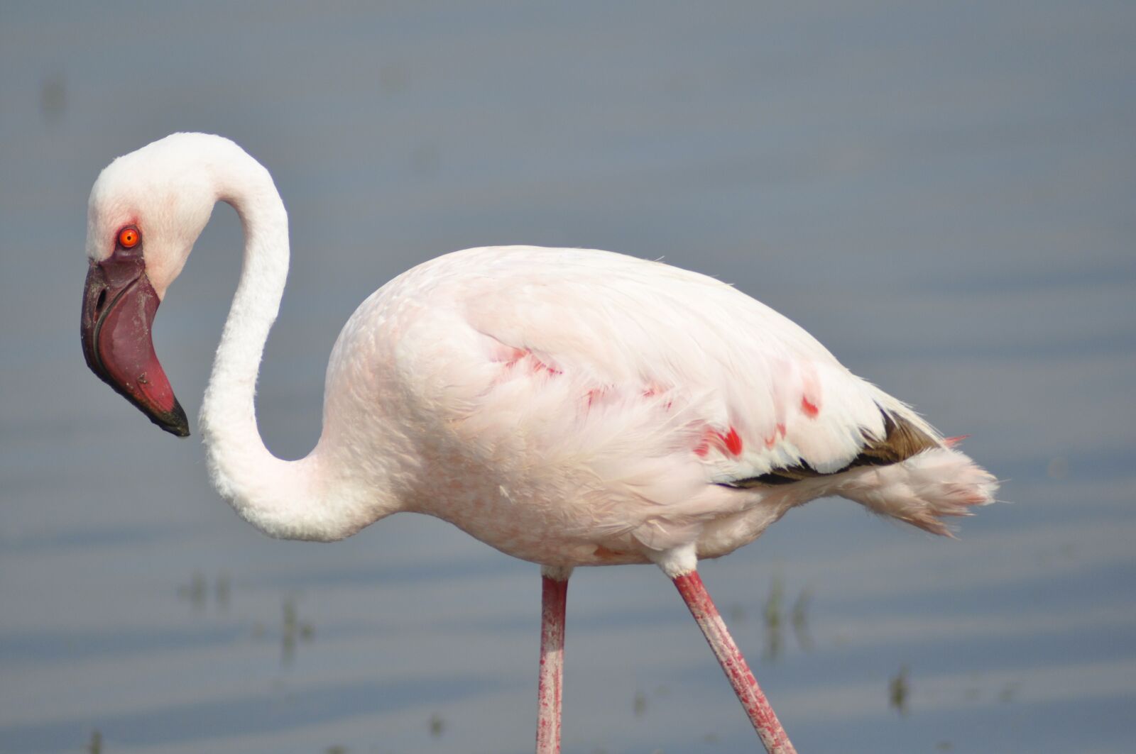 Nikon D90 sample photo. Flamingo, kenya, pink photography