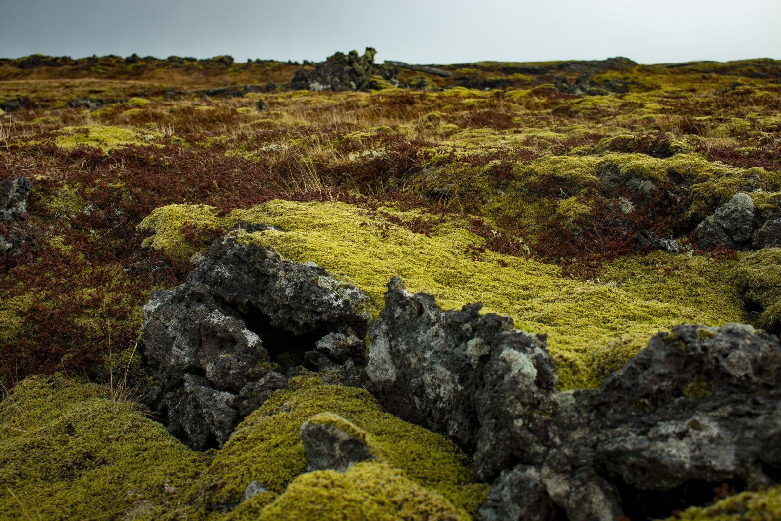 Canon EOS 70D sample photo. Iceland, moss, green photography