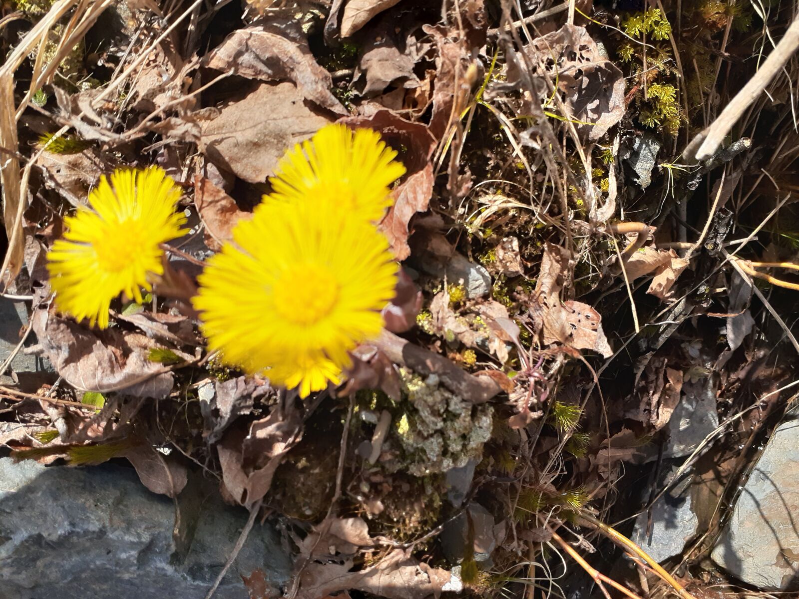 Samsung Galaxy A20 sample photo. Spring, flowers, yellow photography