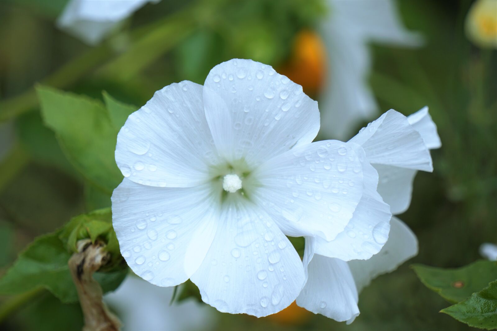 Sony a6000 sample photo. Flower, white flower, flora photography