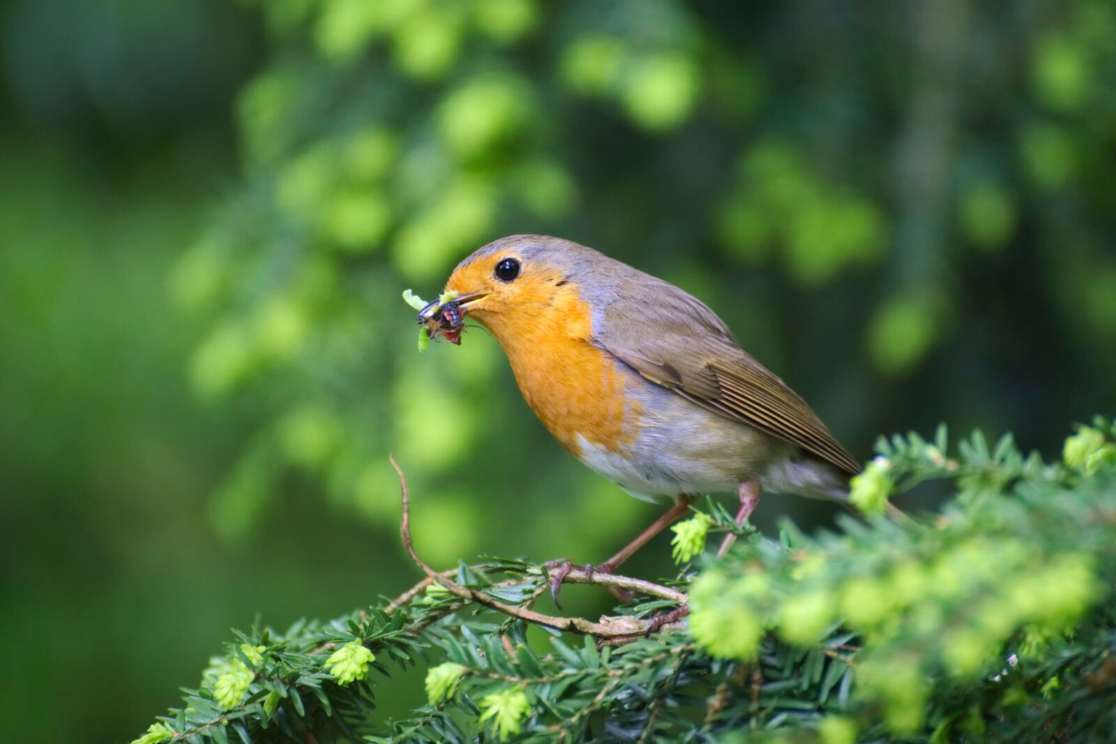 Nikon D600 sample photo. Robin, bird, garden photography