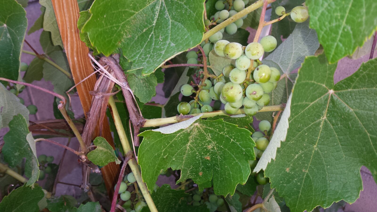 Samsung Galaxy S4 sample photo. Garden, grape, plant photography
