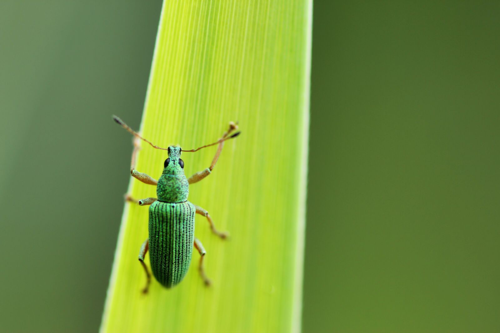 Tamron SP 90mm F2.8 Di VC USD 1:1 Macro sample photo. Green rachael, beetle, insect photography