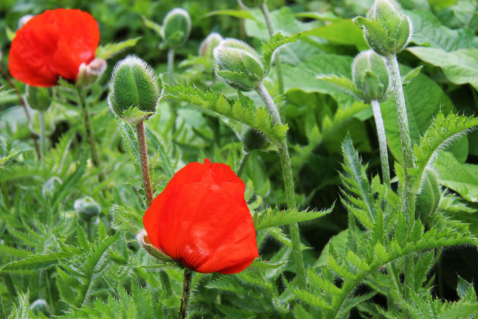 Canon EOS 700D (EOS Rebel T5i / EOS Kiss X7i) + Canon EF-S 18-200mm F3.5-5.6 IS sample photo. Poppy, flower, nature photography