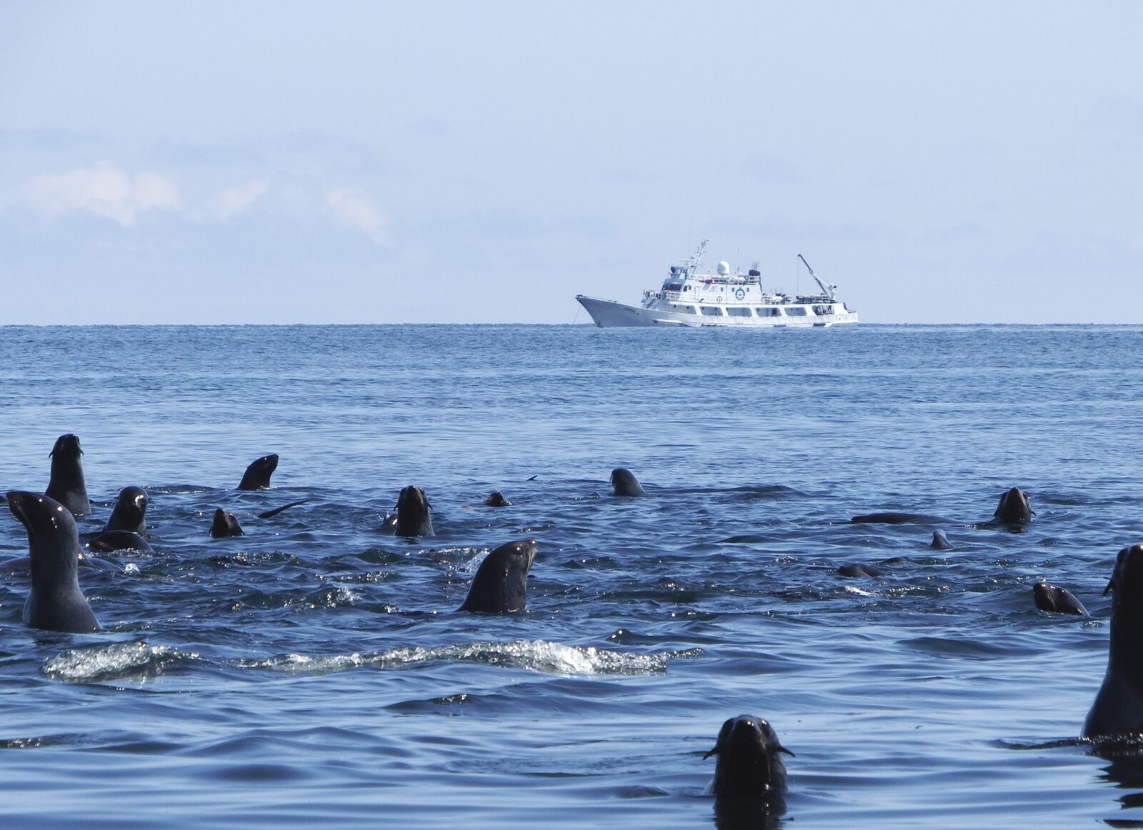 Fujifilm FinePix S1 sample photo. Navy seals, rookery, sea photography