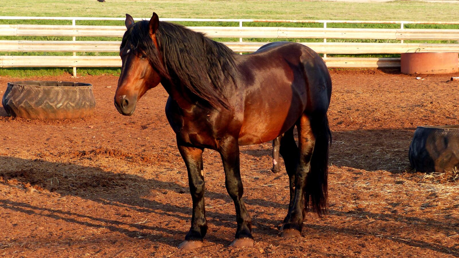 Panasonic Lumix DMC-FZ200 sample photo. Horse, animal, equine photography