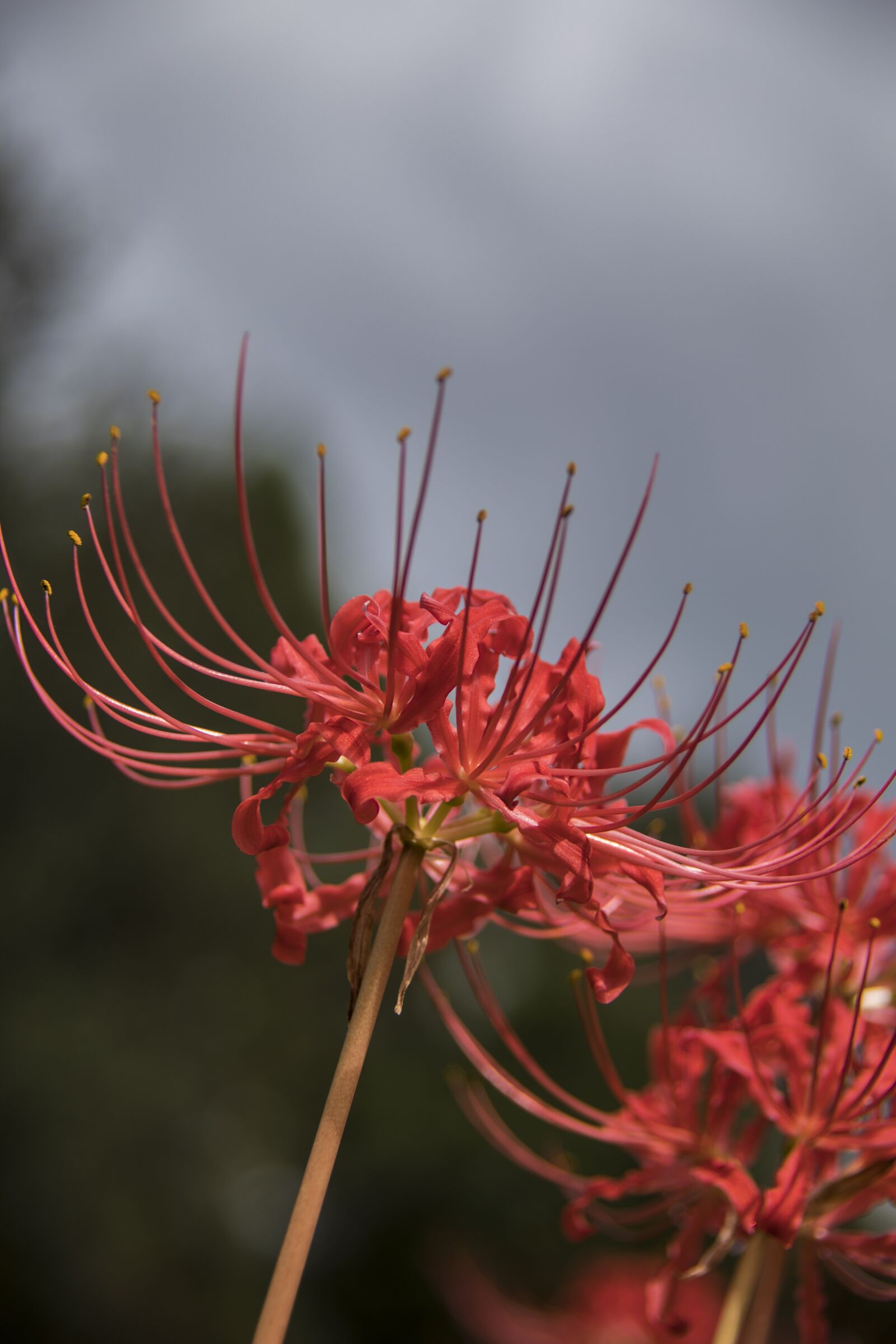 Canon EOS 5D Mark IV sample photo. Spider lilly, flower, bloom photography