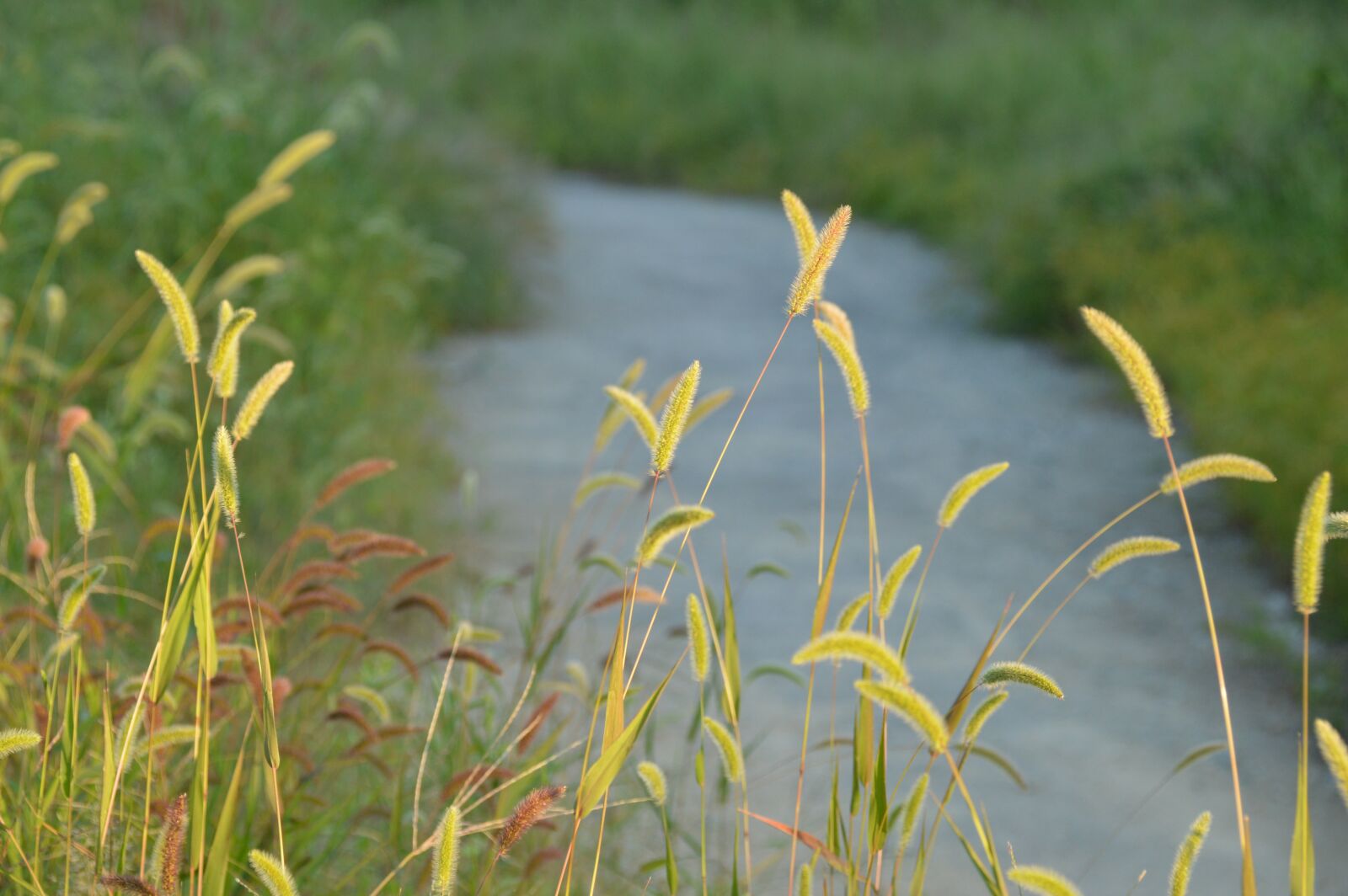 Nikon D3200 sample photo. Rivers, nature, foxtail photography